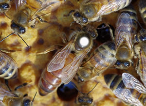 Tæl op musikkens Enumerate Nye bifamilier sælges - Naturhonning